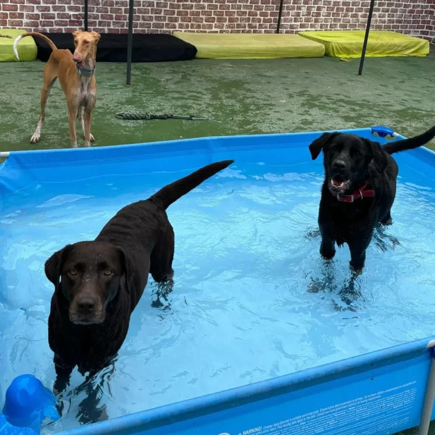 Beneficios de la guardería canina para tu mascota