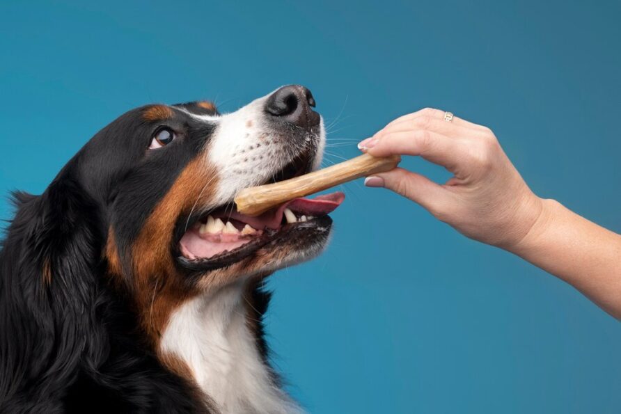 La importancia de una buena alimentación canina