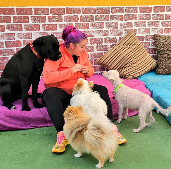 Mujer con cabello púrpura interactuando con varios perros en un ambiente colorido, rodeada de cojines y una pared de ladrillos.