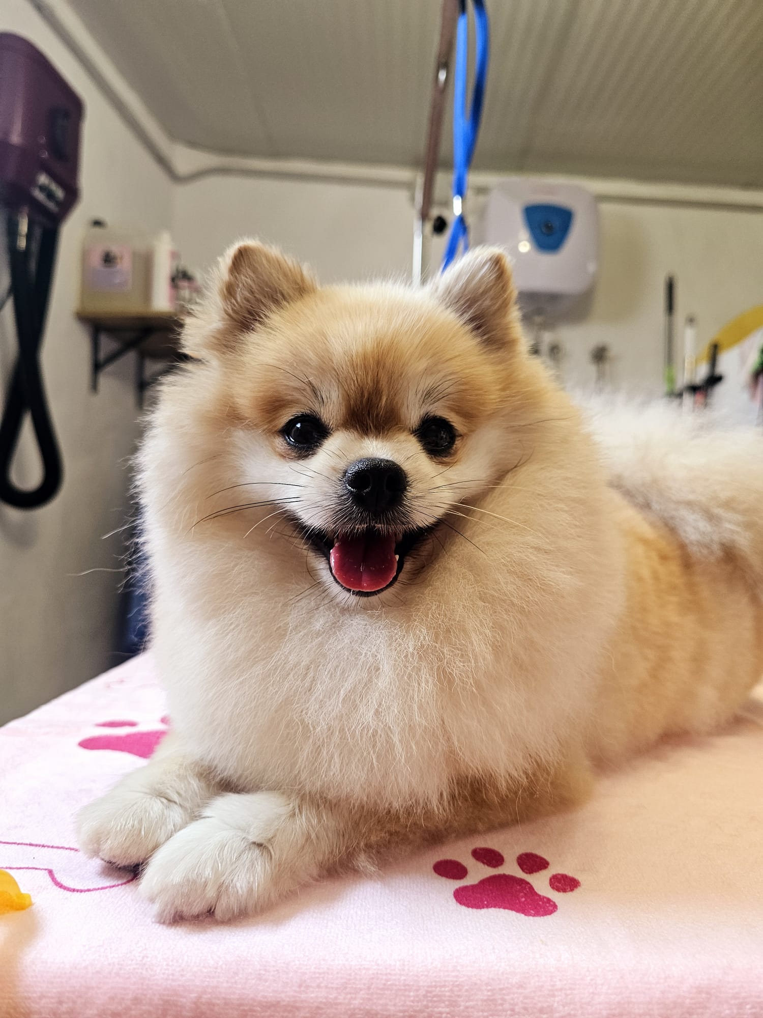 Perro Pomerania feliz con pelaje esponjoso, descansando sobre una mesa de grooming con una toalla rosa decorada con huellas. El fondo muestra un entorno de peluquería canina.